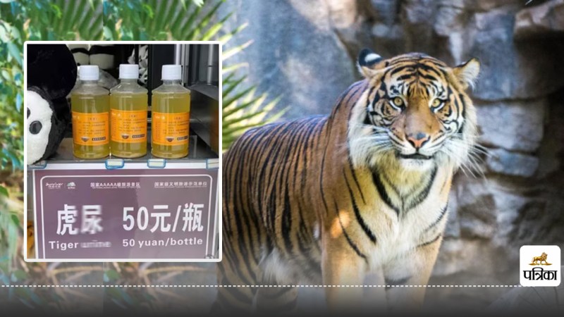 Tiger Urine Selling for Rs 2000 a Liter in China Beneficial for joint pain and arthritis