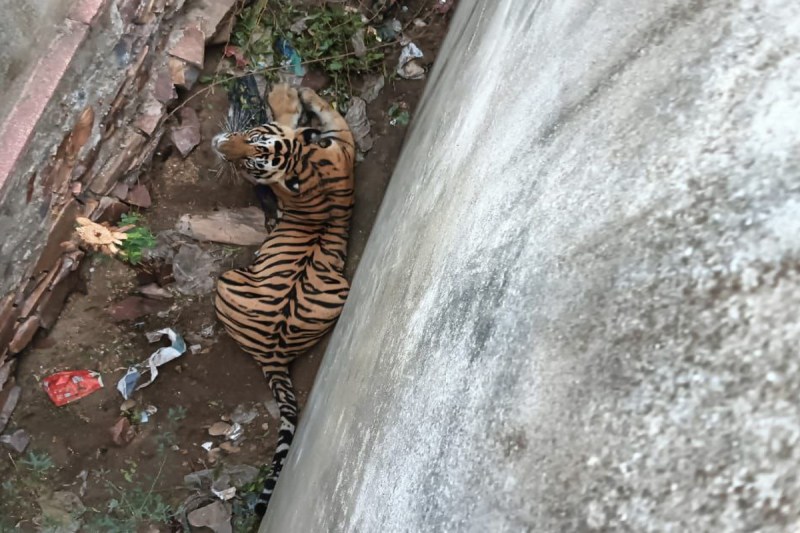 Tiger attack in Dausa