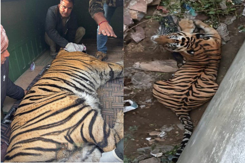 Tiger Attack in Rajasthan