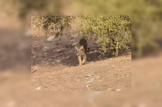 Tigress in Ranthambore Fort