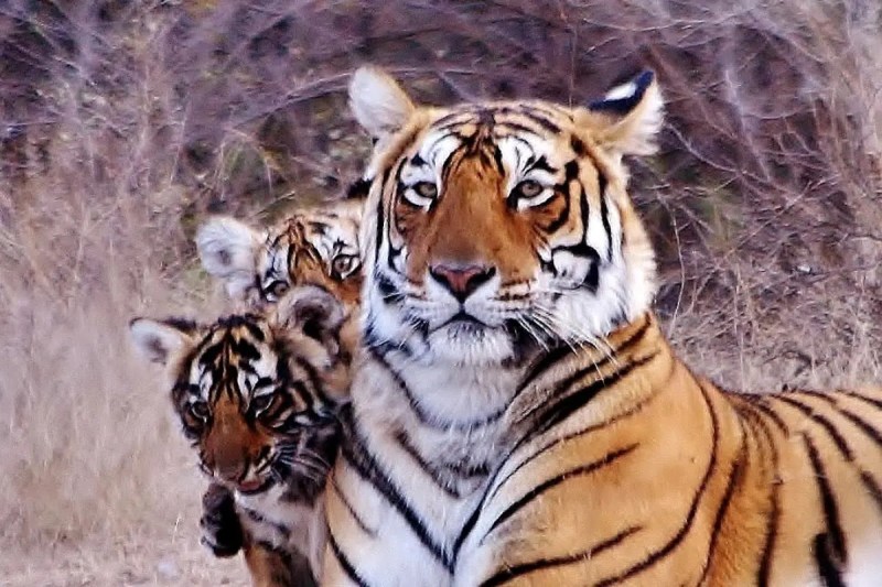 Tigress in Ranthambore Fort