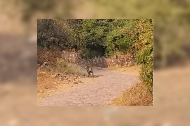 Tigress in Ranthambore Fort