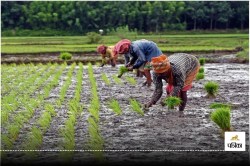 Farmer ID : 31 मार्च तक चलेगा किसान रजिस्ट्री अभियान, जयपुर बना प्रदेश में सबसे
ज्यादा किसान आईडी जारी करने वाला जिला - image