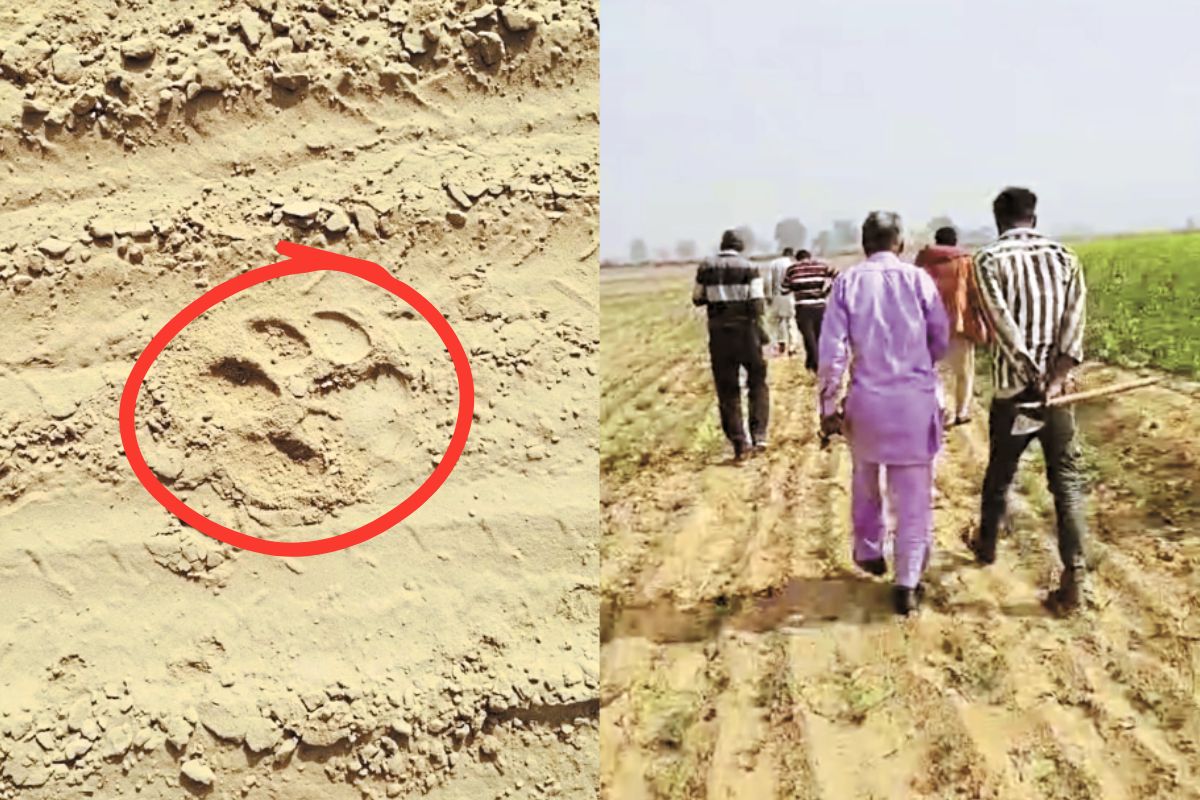 khet me janwar