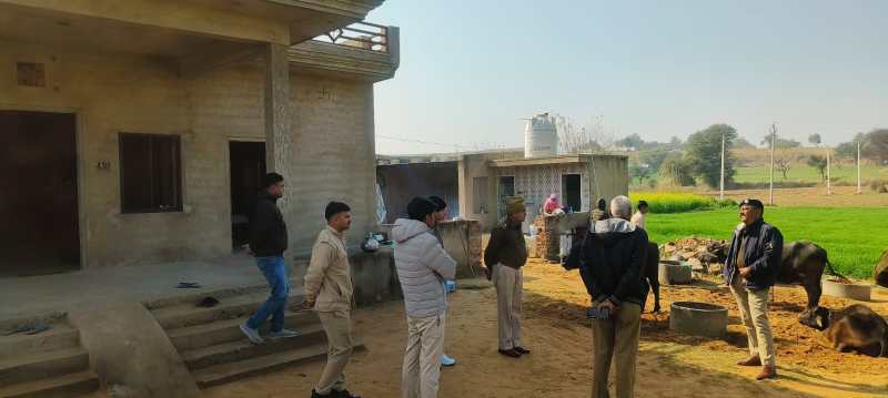 two gangas face to face