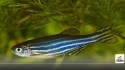 Zebrafish Protein Offers Hope for Heart Repair