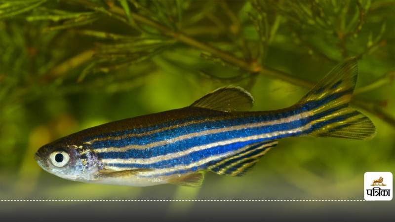 Zebrafish heart repair protein will make your heart beat again a boon for heart patients