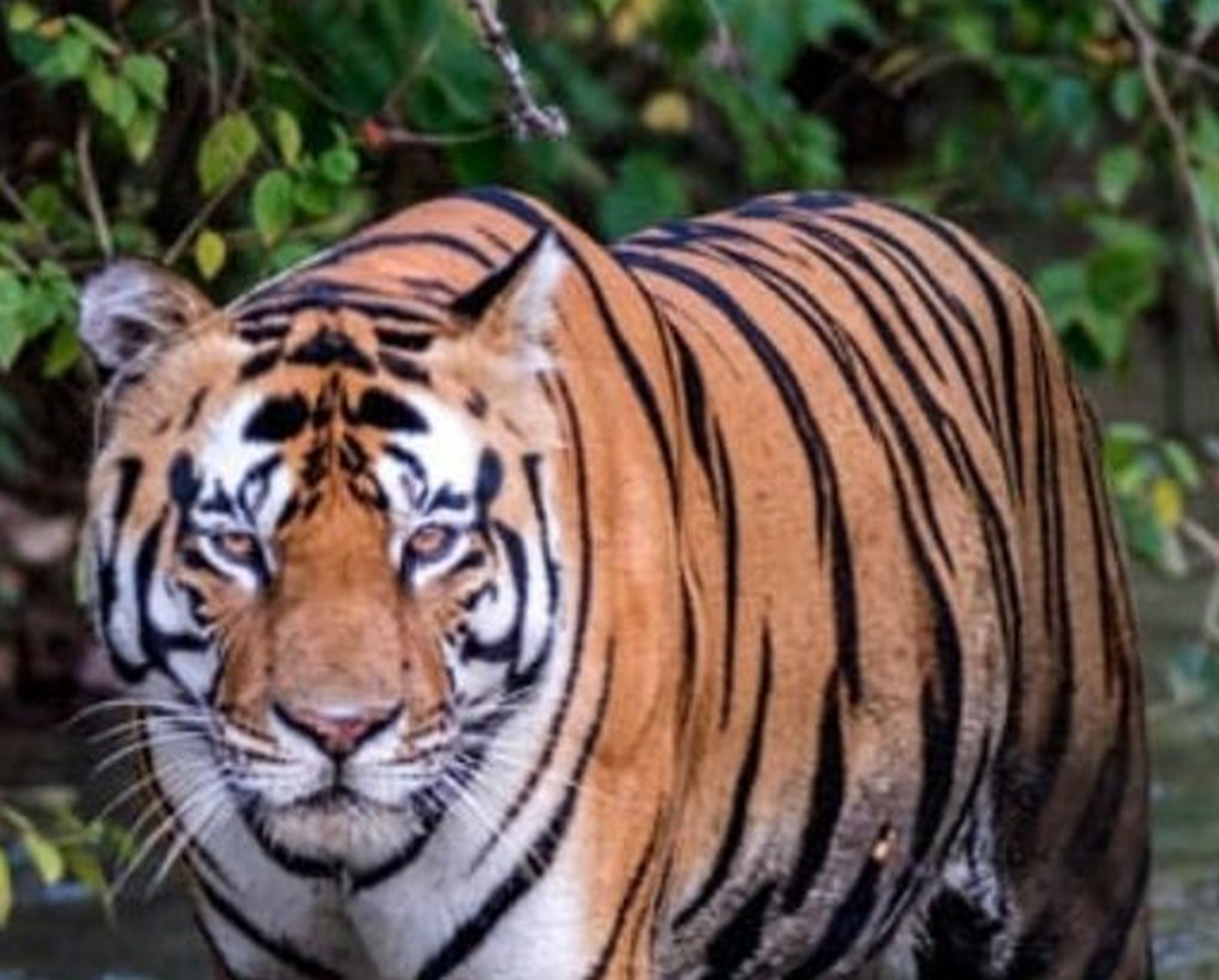 पश्चिम बंगाल के सुंदरवन क्षेत्र में बढ़ रहे हैं रॉयल बंगाल टाइगर के उत्पात