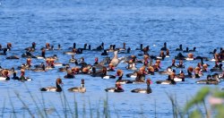 Migratory birds विदेशी परिंदों का ब्रीडिंग सेंटर बना भोपाल - image