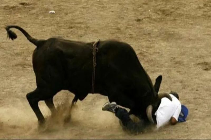 bull attack