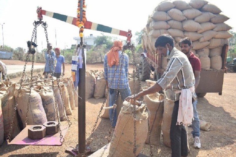 CG Dhan Kharidi: धान खरीदी की तैयारी तेज! 17 नवंबर से समर्थन मूल्य पर खरीदी, 22 नए केंद्र बनाए गए(photo-patrika)