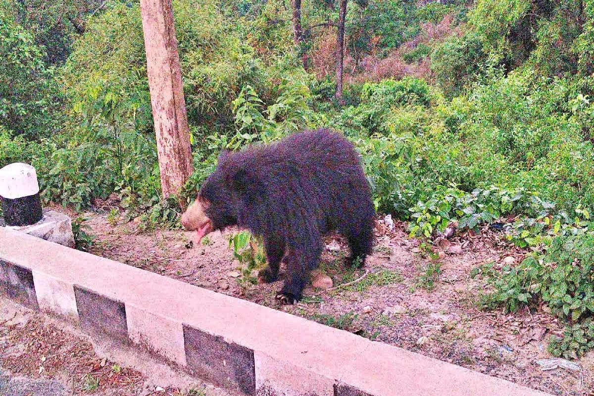 Bear Attack: मॉर्निंग वॉक में निकले युवक पर टूट पड़ा भालुओं का झुंड, शख्स की खोल
दी खोपड़ी