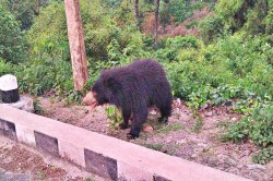 Bear Attack: मॉर्निंग वॉक में निकले युवक पर टूट पड़ा भालुओं का झुंड, शख्स की खोल
दी खोपड़ी - image