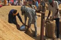 धान खरीदी का समय फिर से शुरू, FCI में कम चावल जमा, प्रशासन और अधिकारियों की सुस्ती पर उठे सवाल...(photo-patrika)