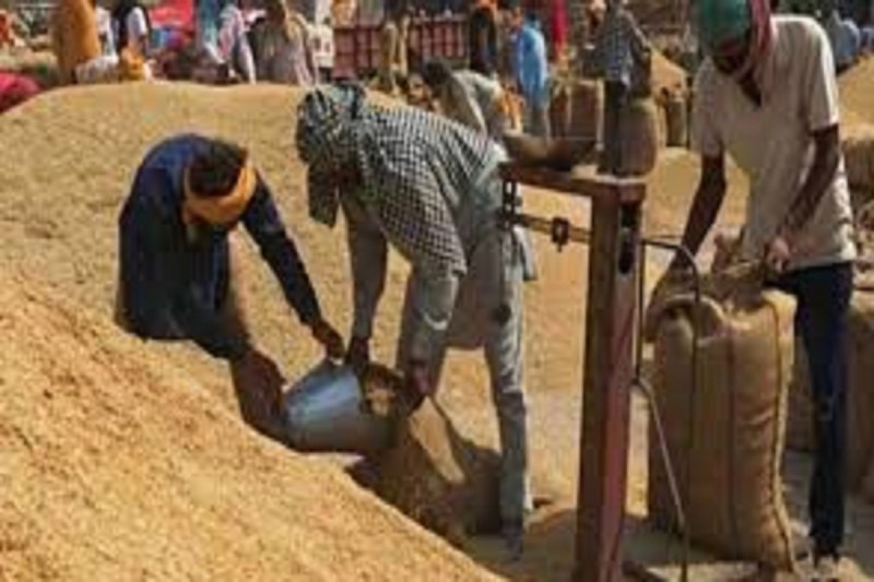 धान खरीदी का समय फिर से शुरू, FCI में कम चावल जमा, प्रशासन और अधिकारियों की सुस्ती पर उठे सवाल...(photo-patrika)