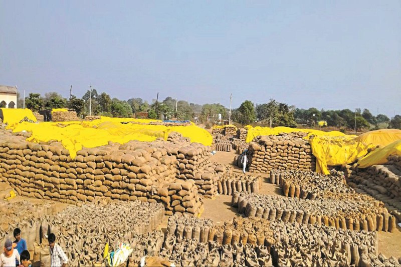 रायपुर में आज से धान खरीदी शुरू! 139 उपार्जन केंद्र तैयार, छोटे किसानों को मिलेगी प्राथमिकता...(photo-patrika)