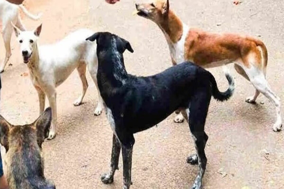 Terror of Dog: शहर में खूंखारों का आतंक, बच्चे हो रहे शिकार, दो साल में भी नहीं बना डॉग शेल्टर