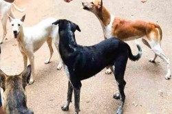 Terror of Dog: शहर में खूंखारों का आतंक, बच्चे हो रहे शिकार, दो साल में भी नहीं
बना डॉग शेल्टर - image