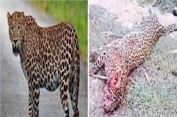 CG Leopard Died: करंट की चपेट में आने से हुई थी तेंदुए की मौत, तीन शिकारियों को
लिया गया हिरासत में.. - image