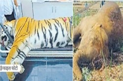 CG Tiger Reserve: एटीआर में बाघिन का दो दिन तक पड़ा रहा शव, अफसर बेखबर, विभाग
में मचा हड़कंप - image