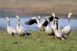 National Bird Day: छत्तीसगढ़ में जानें पक्षियों का महत्व… लेकिन कई प्रजातियां अभी
संकट में, जागरुकता जरूरी - image