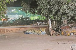 Bhilai Steel Plant Leopard: भिलाई स्टील प्लांट में घूम रहा तेंदुआ, पकड़ने के लिए
लगाया पिंजरा - image