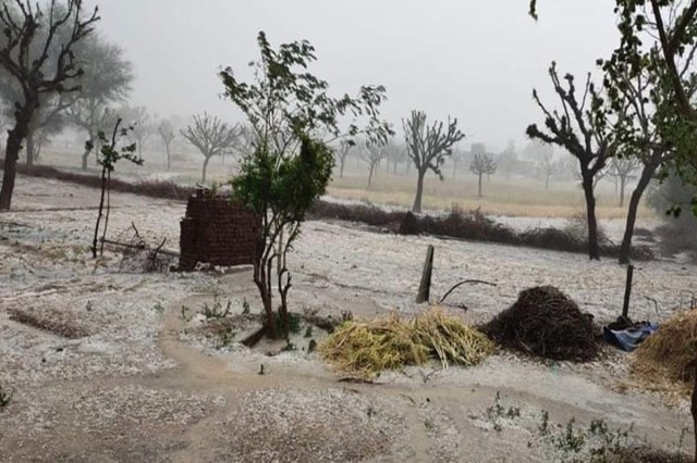 Snow in Churu fields