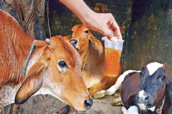 गौमूत्र में कितने प्रतिशत जल पाया जाता है? जानें क्या आया जवाब - image