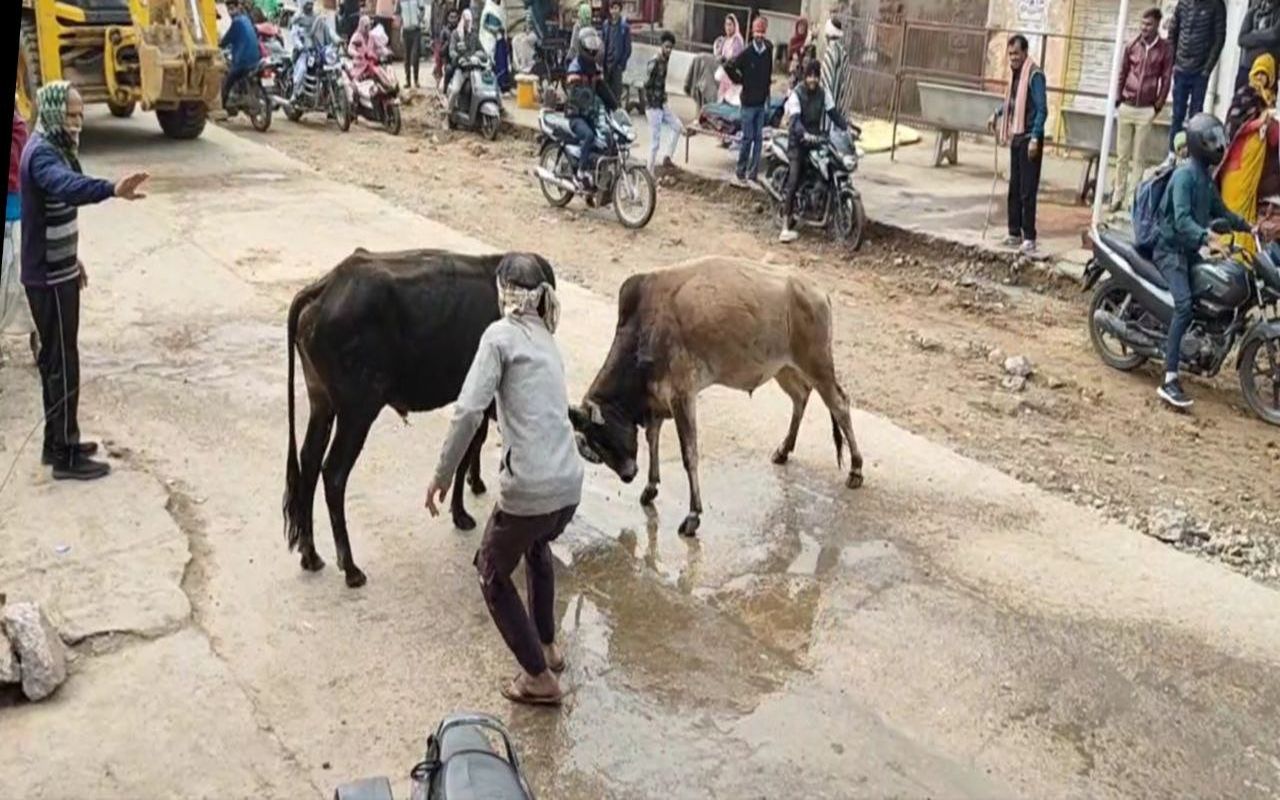 नईनाथ धाम पर सांडों की आए दिन होती है लड़ाई, श्रद्धालुओं को खतरा