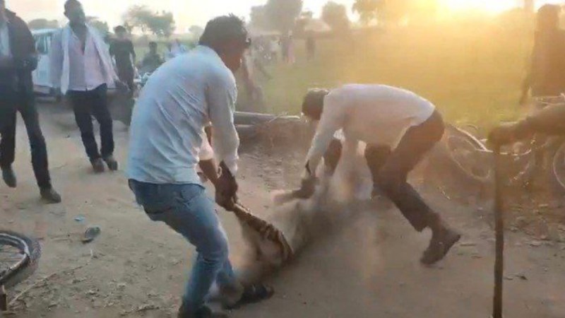 Jarakh attacked a villager in dausa