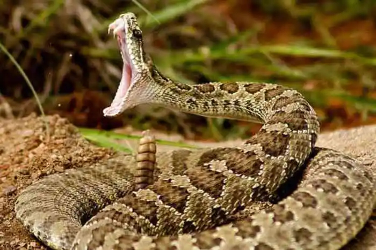 CG News: सर्पदंश से महिला मृत, झाड़-फूंक के बाद ले गए अस्पताल