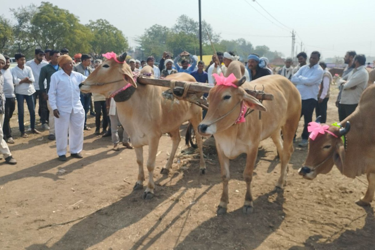 खरगोन में नवग्रह मेले का आयोजन, बैलों की लगी प्रदर्शनी