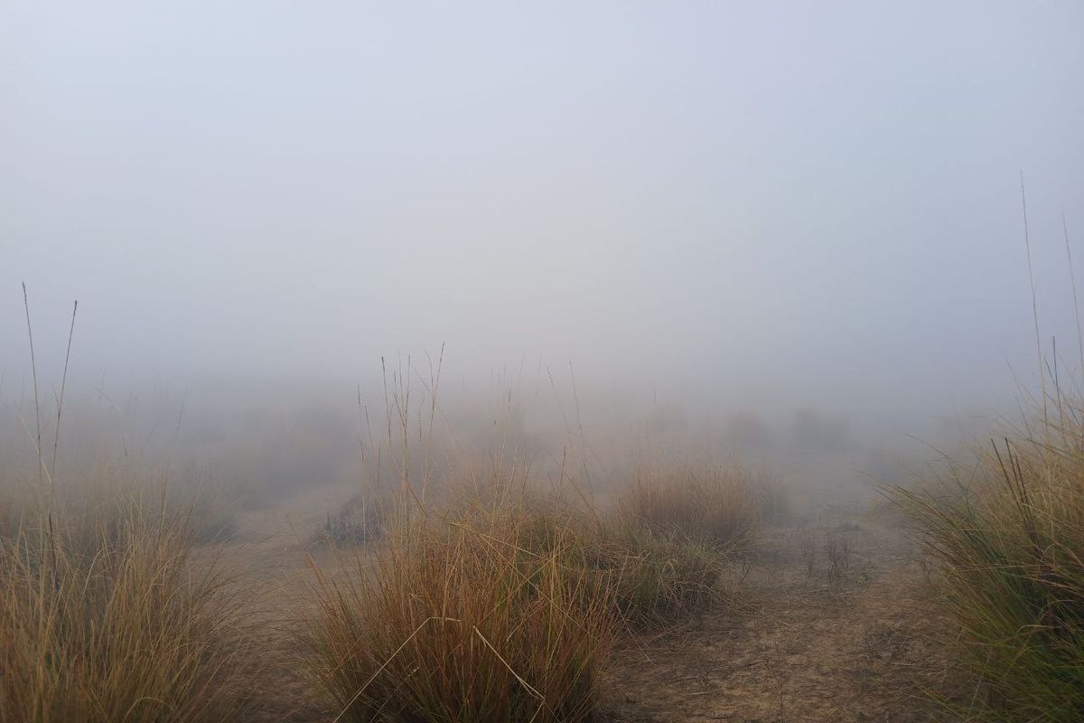 मौसम का बदला रंग: छाया घना कोहरा, रैंग- रैंग चले वाहन