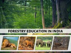 jabalpur में खुलेगा प्रदेश का इकलौता Forest training college, वन अधिकारी करेंगे
पढ़ाई - image