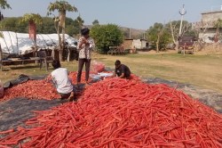 जमवारामगढ़ के क्षेत्र की लाल गाजर की चमक दिल्ली तक, जानिए क्यों खास है यहां की
गाजर - image