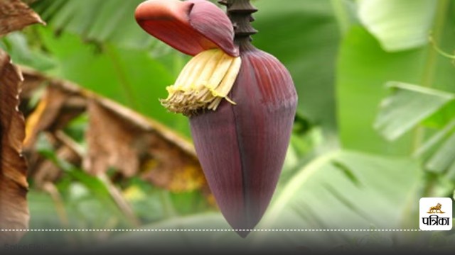 banana flower control blood sugar level in diabetes naturally