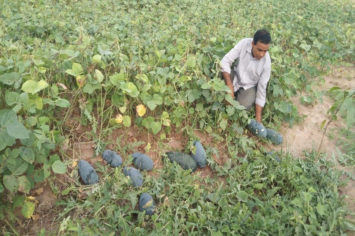 सरकारी नौकरी नहीं छुड़ा पाई मोह, समय मिलते ही पहुंच जाते खेती करने