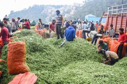 Jabalpur-Bhopal highway: सड़क पर हो रहा करोड़ों का मटर कारोबार, लग रहा जाम रेंग
रहे वाहन - image