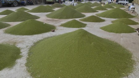 Mung-Urad will be purchased at support price in MP