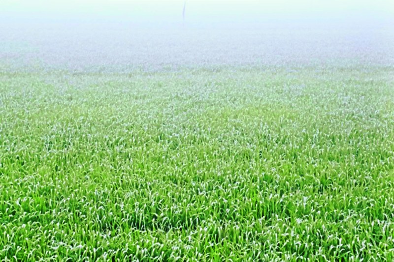 Fog like Barsa Mawath, beneficial for crops