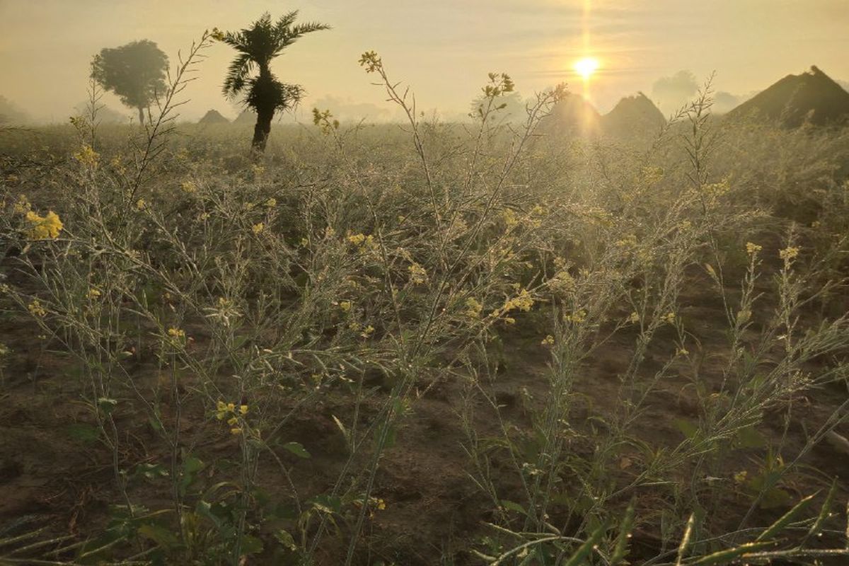 पौधों पर जमी ओस की बूंदे, फसलों के लिए बनी अमृत