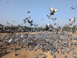 एक बार फिर गूंज उठी करुण पुकार, “आसमान में उड़ने का पहला अधिकार परिंदों का” - image