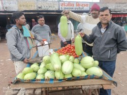 बरमान के बैंगन के स्वाद में लगेगा जीआइ टैग ! - image