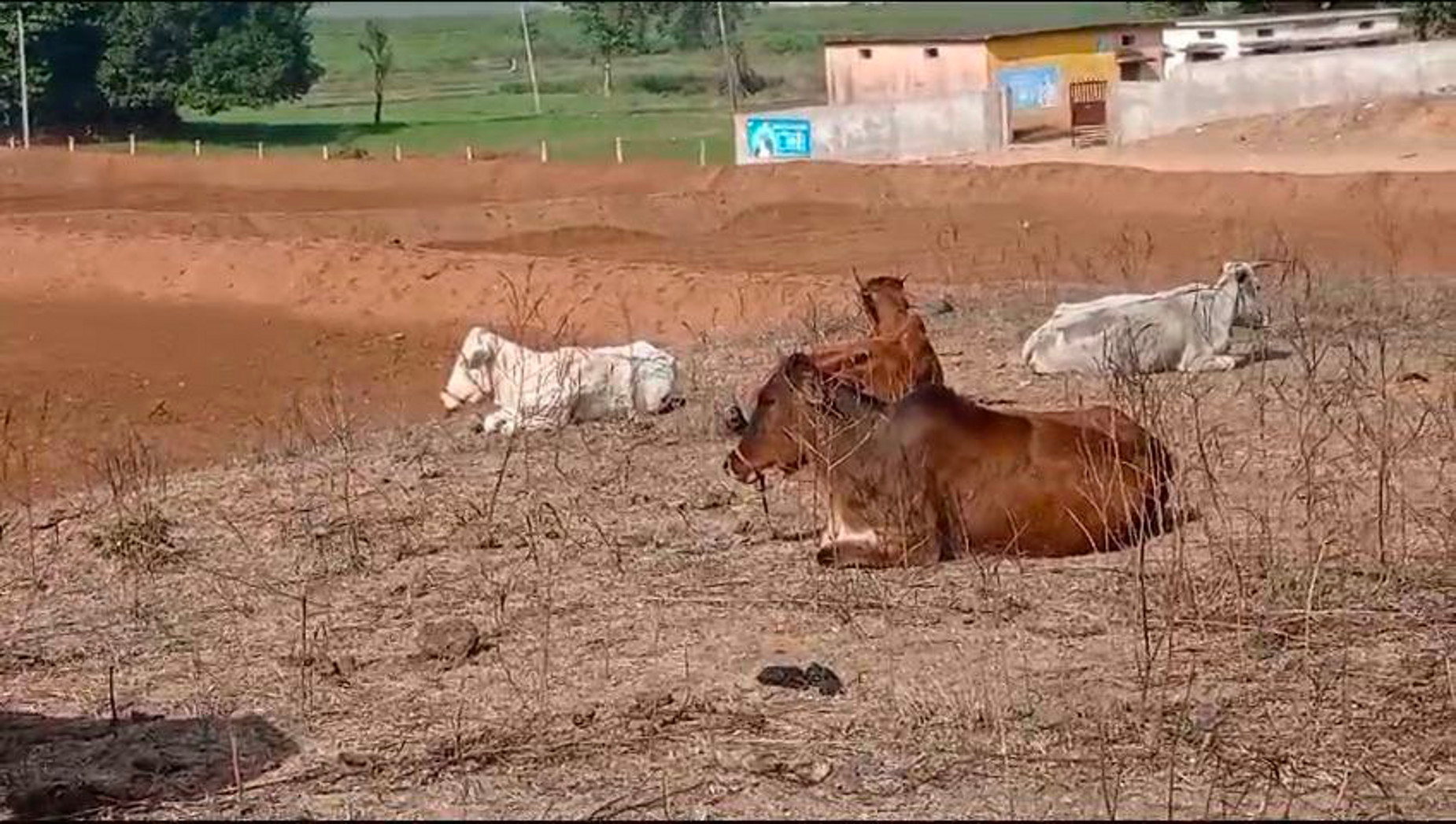 फसलों को बचाने आवारा गौ वंश के साथ कू्ररता