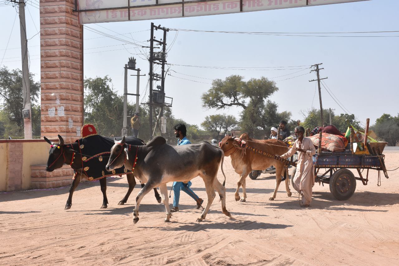 Nagaur patrika…रामदेव पशुमेला प्रदेश की सांस्कृतिक धरोहर…VIDEO