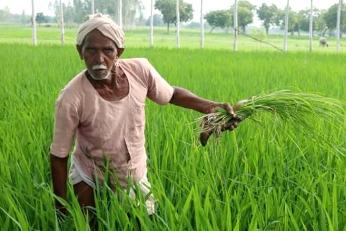 rajasthan farmer news