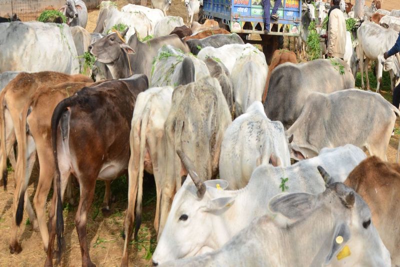 प्रदेश में पशु बीमा से दूर, नहीं हो रहा उनका ‘मंगल’