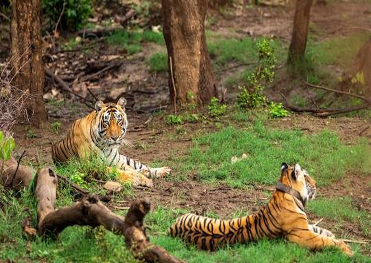 सरिस्का में बसे गांवों को विस्थापित करने के लिए सरकार ने पैकेज का किया पुनः
अवलोकन, सीएम भजनलाल शर्मा के नेतृत्व में की आशानुकूल चर्चा