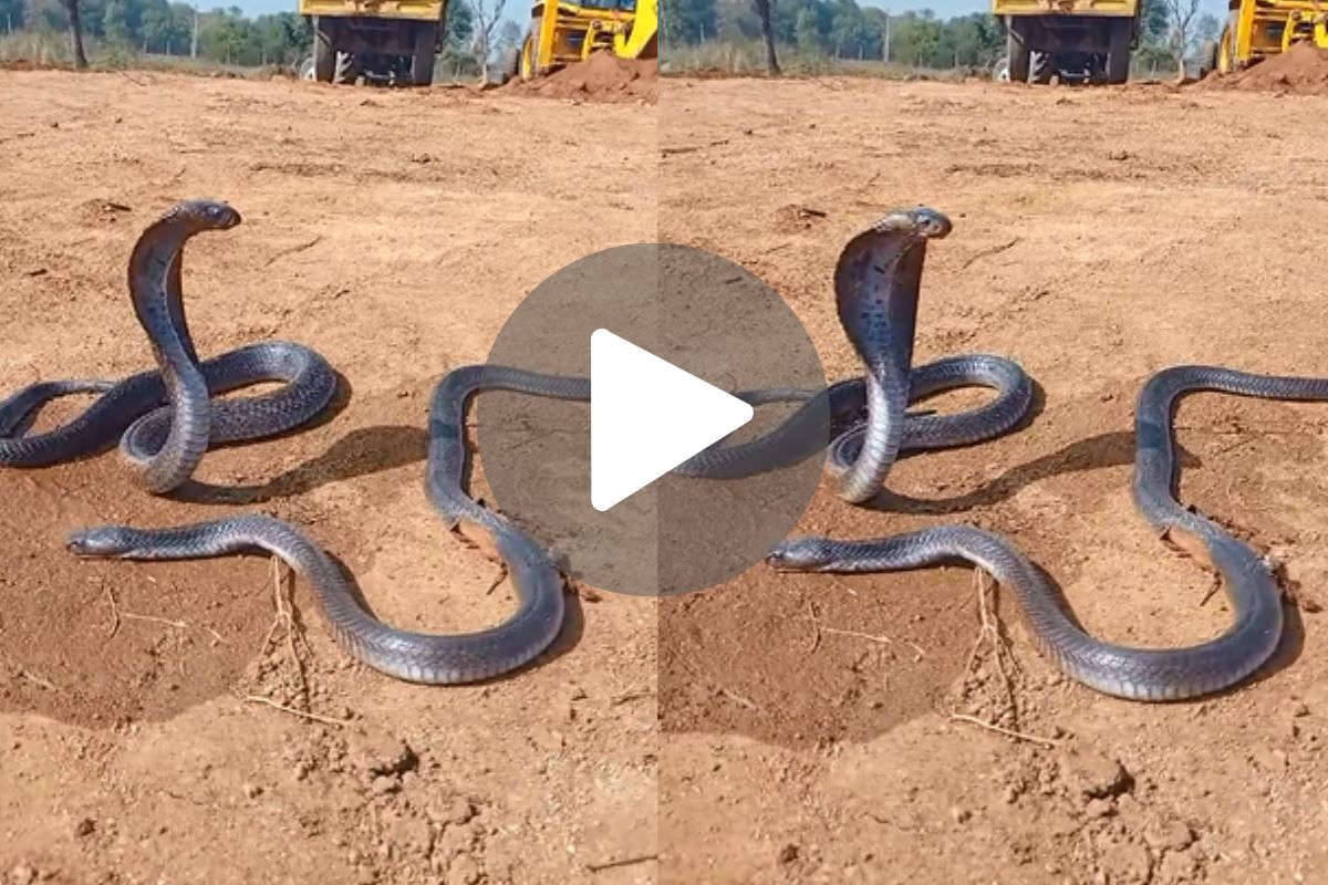 Snake Viral Video: नाग की मौत के बाद गुस्से में नागिन, देखें वीडियो