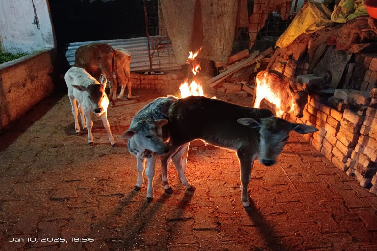 न्यूनतम तापमान 7.8 डिग्री पहुंचा, आवारा मवेशी तोड रहे दम